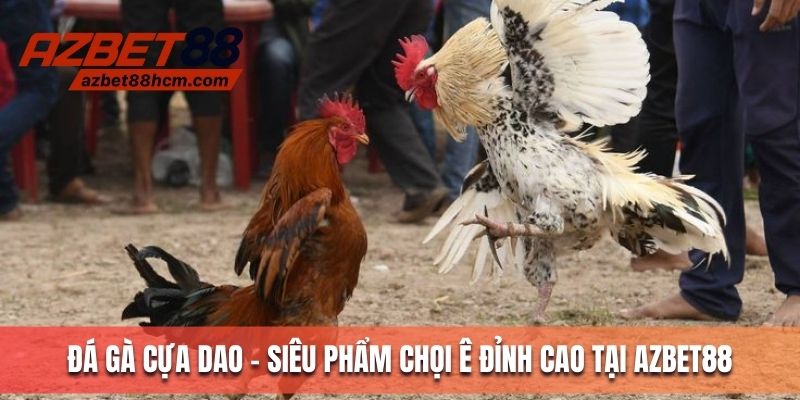 Đá gà cựa dao - Siêu phẩm chọi kê đỉnh cao tại Azbet88