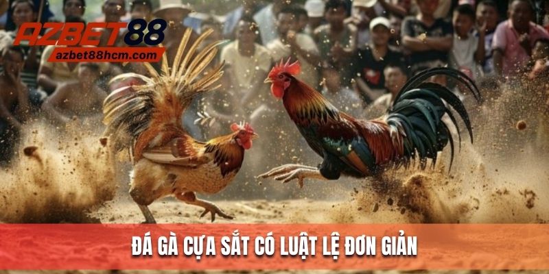 Đà gà cựa sắt có luật lệ minh bạch và công khai