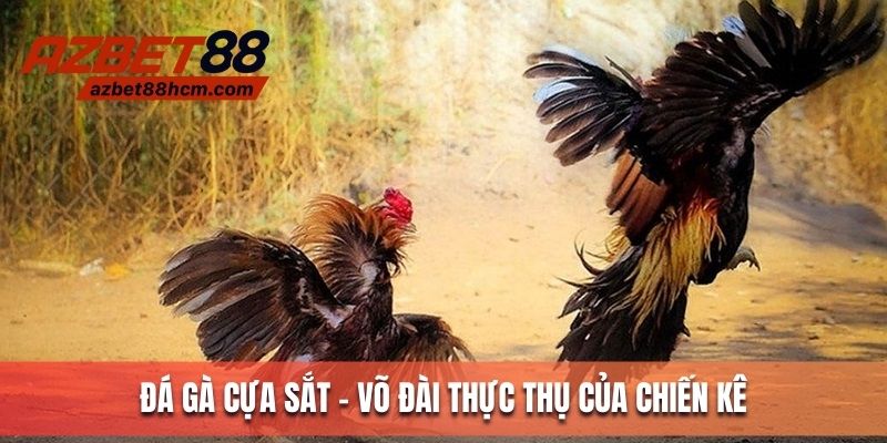 Đá gà cựa sắt - Võ đài thực thụ của chiến kê dũng mãnh