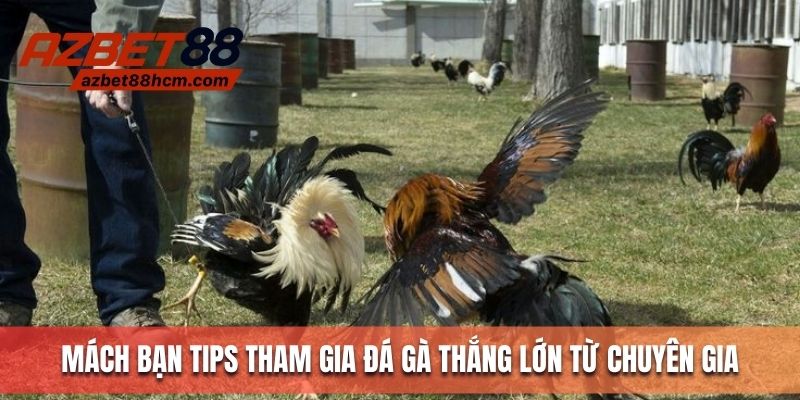 Mách bạn tips tham gia đá gà thắng lớn từ chuyên gia