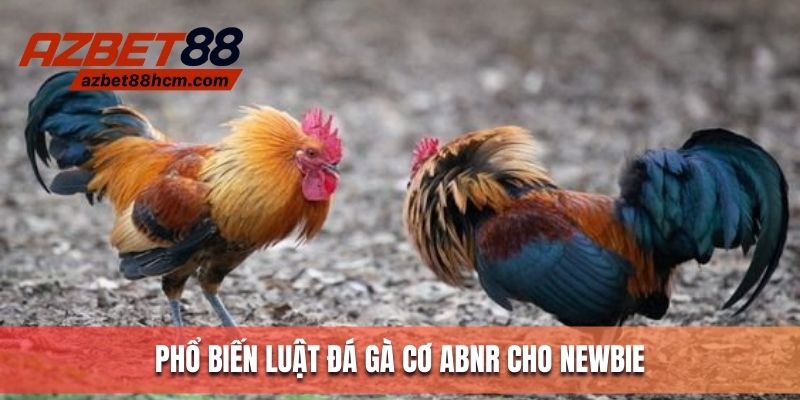 Phổ biến luật đá gà cơ bản cho Newbie