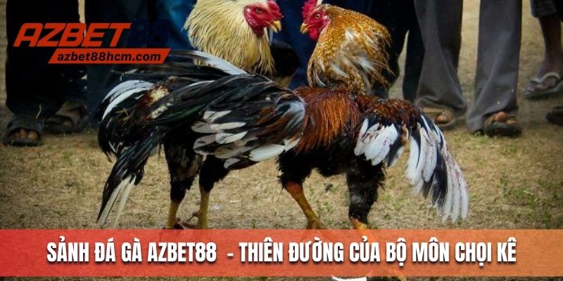 Sảnh đá gà Azbet88 - Thiên đường của bộ môn chọi kê