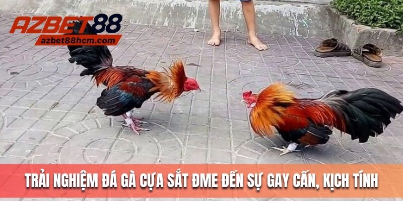 Trải nghiệm đá gà cựa sắt đem đến sự gay cấn, đặc sắc